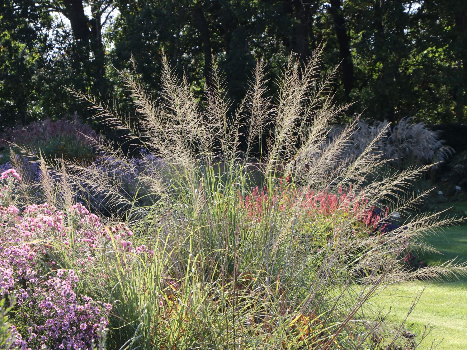 Riesen Fallsamengras - Sporobolus wrightii