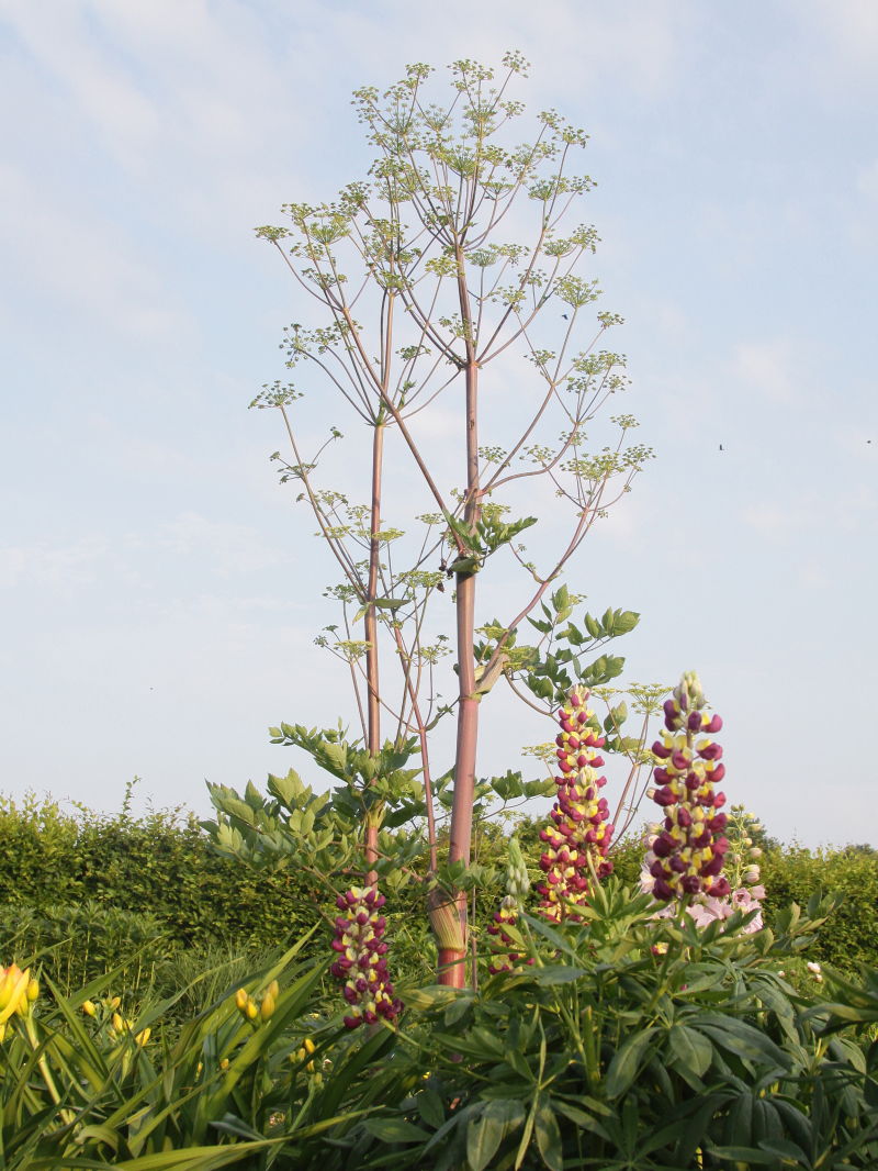 Haarstrang (Peucedanum)