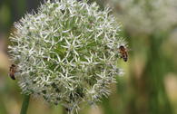 Riesen Lauch 'Mont Blanc'