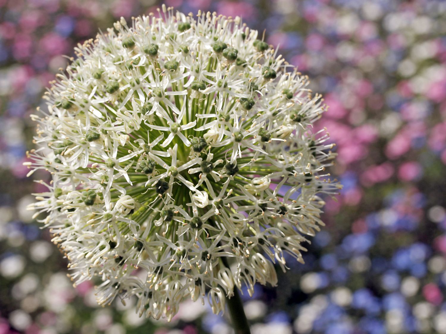 Riesen-Lauch 'Mont Blanc' - Allium giganteum 'Mont Blanc'