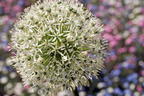 Riesen-Lauch 'Mont Blanc' - Allium giganteum 'Mont Blanc'
