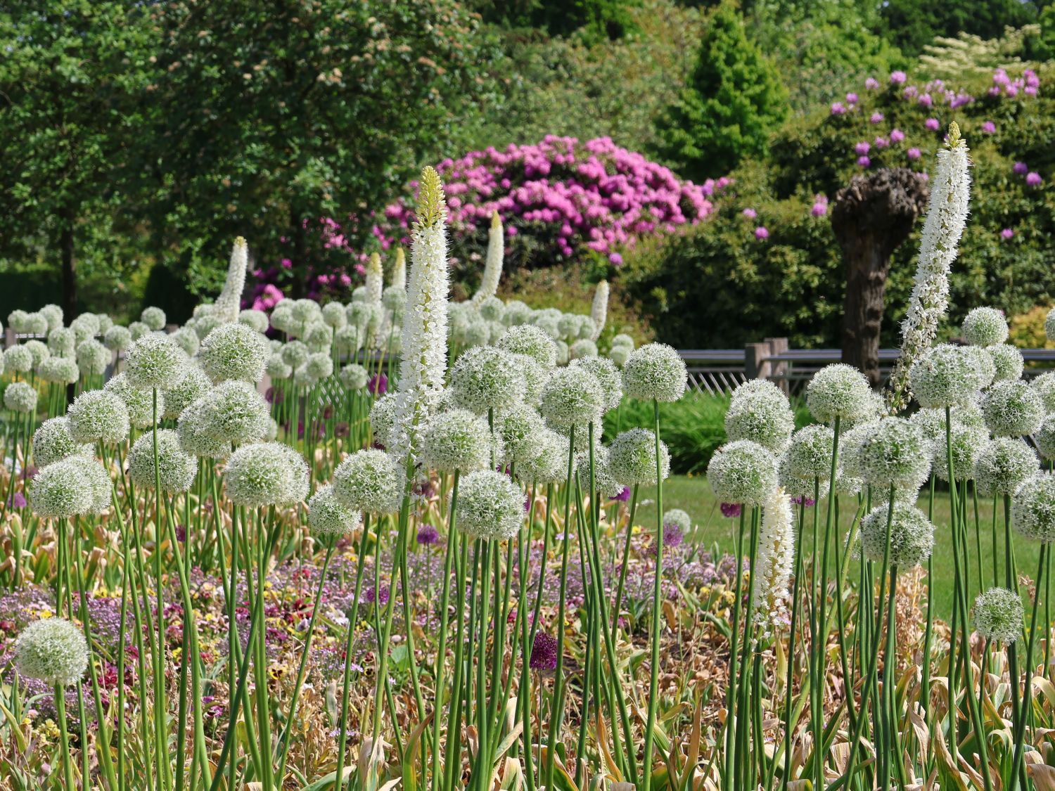 Riesen-Lauch 'Mont Blanc' - Allium giganteum 'Mont Blanc'