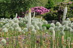 Riesen-Lauch 'Mont Blanc' - Allium giganteum 'Mont Blanc'