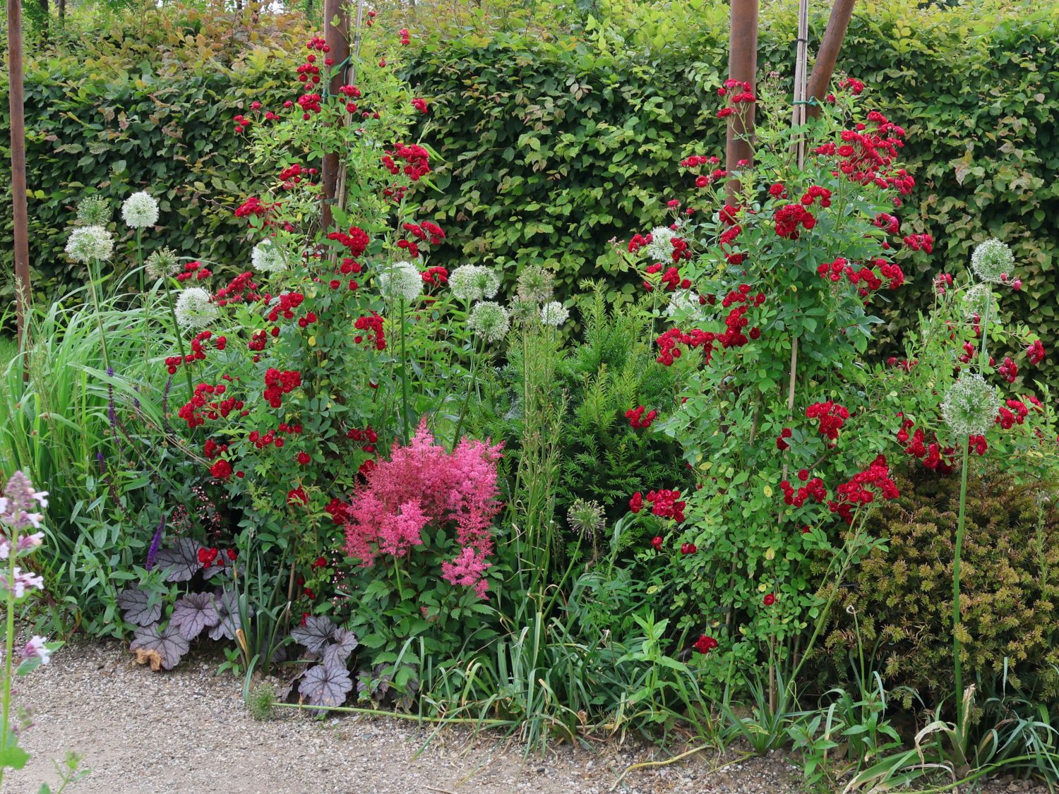Riesen-Lauch 'Mont Blanc' - Allium giganteum 'Mont Blanc'