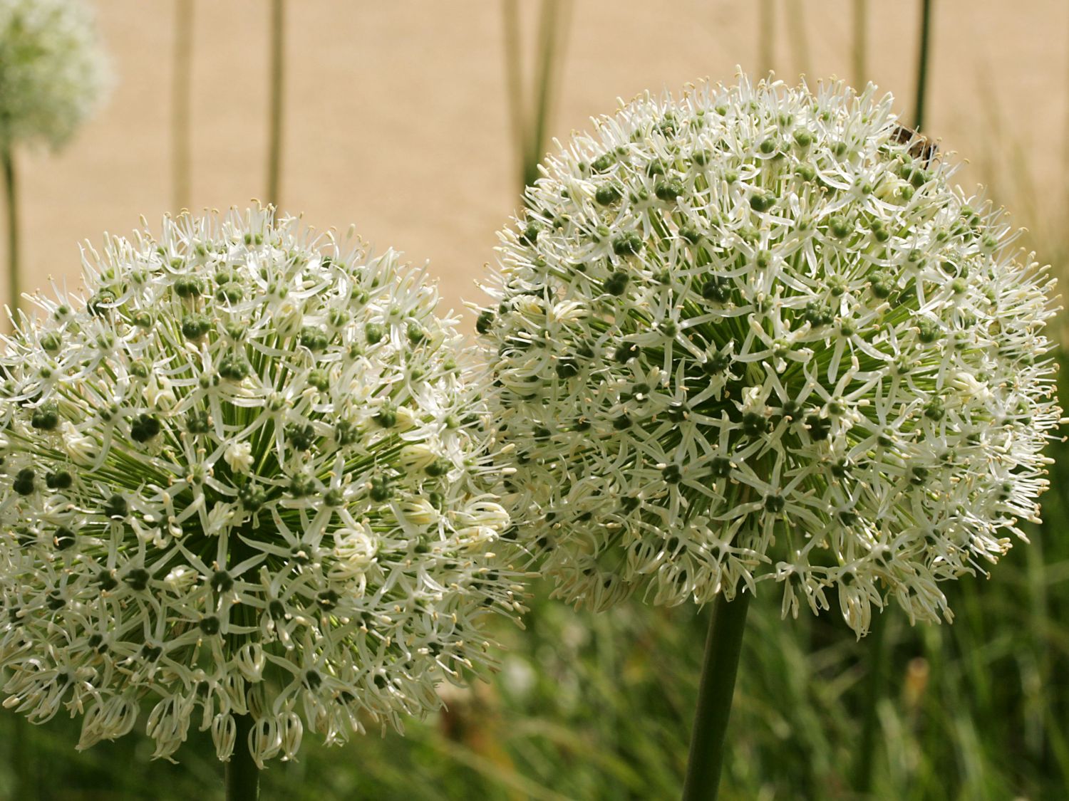 Riesen-Lauch 'Mont Blanc' - Allium giganteum 'Mont Blanc'