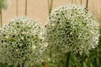 Riesen-Lauch 'Mont Blanc' - Allium giganteum 'Mont Blanc'