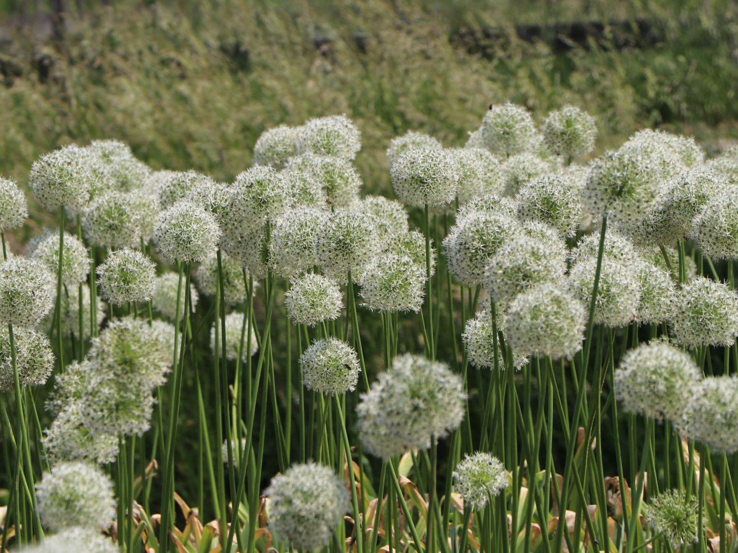 Riesen-Lauch 'Mont Blanc' - Allium giganteum 'Mont Blanc'