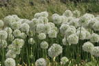 Riesen-Lauch 'Mont Blanc' - Allium giganteum 'Mont Blanc'