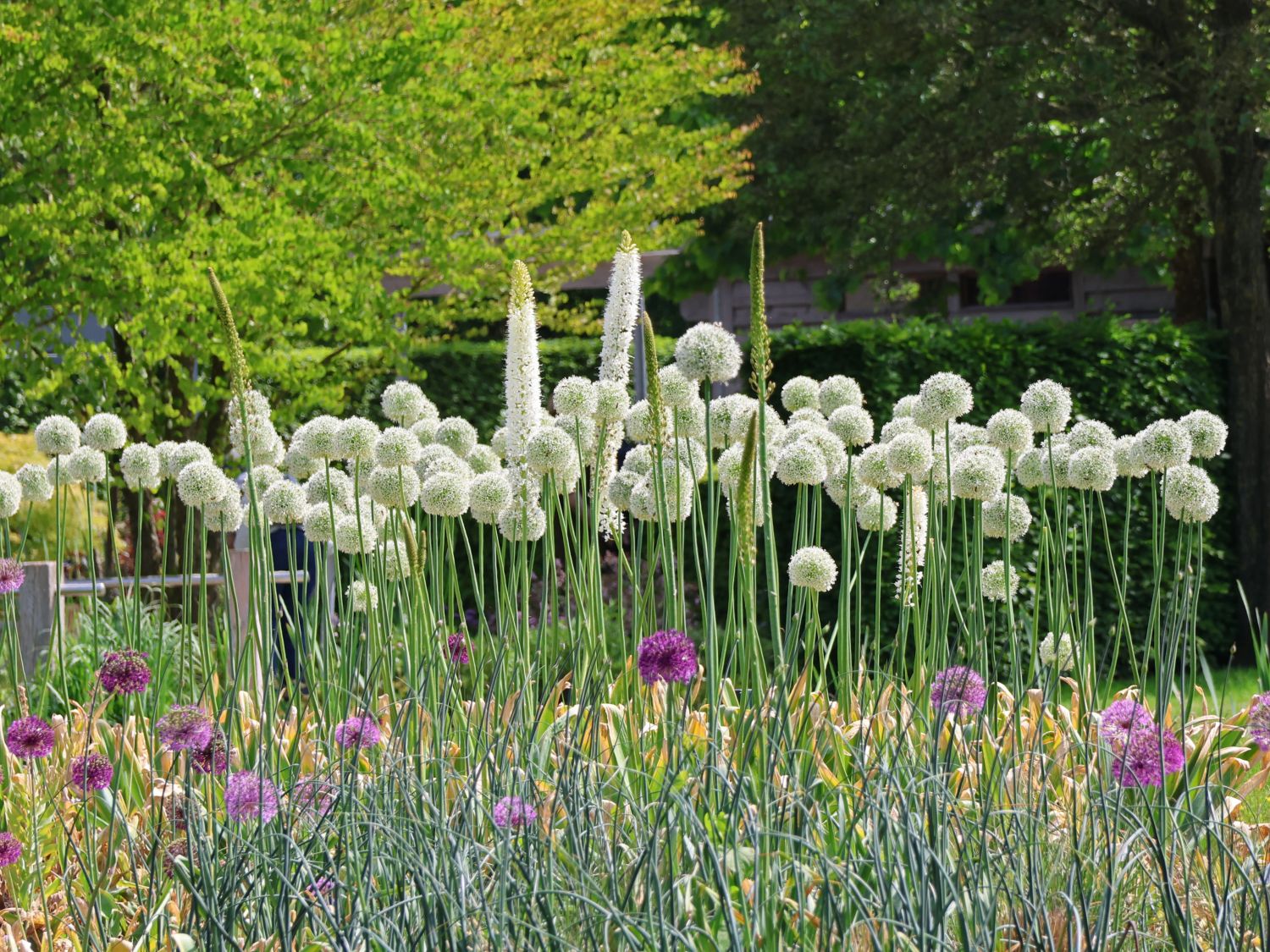Riesen-Lauch 'Mont Blanc' - Allium giganteum 'Mont Blanc'
