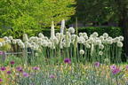 Riesen-Lauch 'Mont Blanc' - Allium giganteum 'Mont Blanc'
