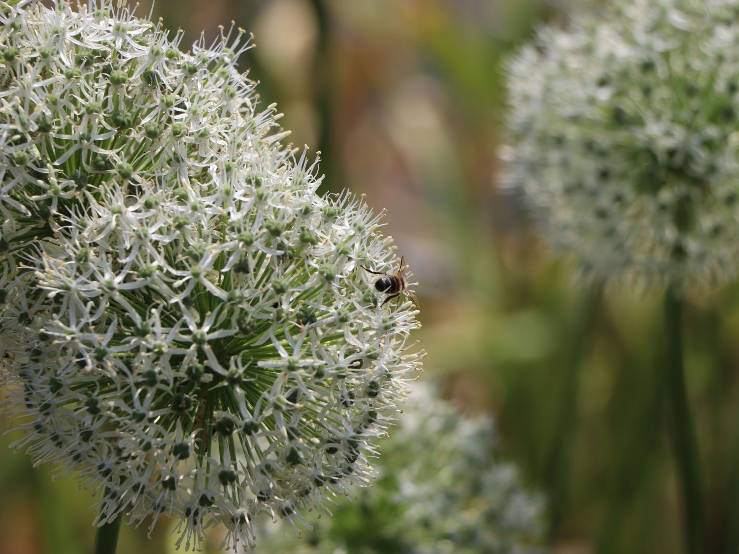 Riesen-Lauch 'Mont Blanc' - Allium giganteum 'Mont Blanc'