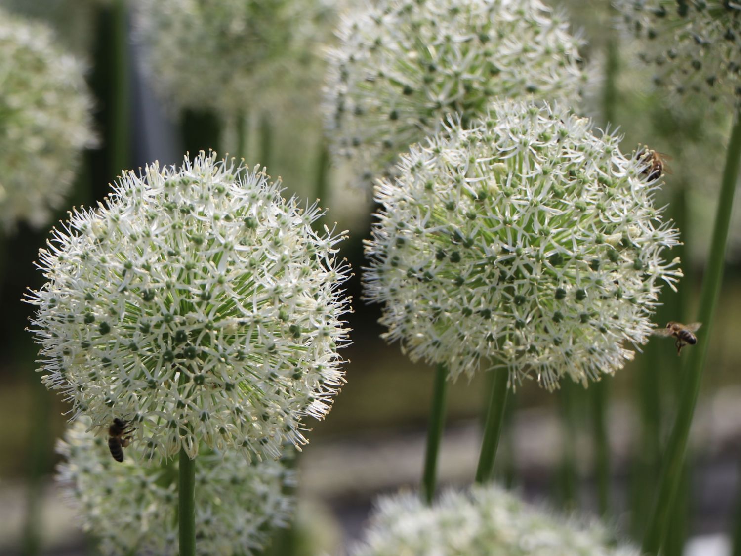 Riesen-Lauch 'Mont Blanc' - Allium giganteum 'Mont Blanc'