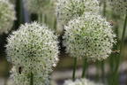 Riesen-Lauch 'Mont Blanc' - Allium giganteum 'Mont Blanc'