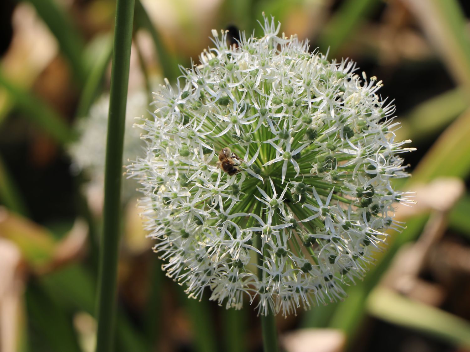 Riesen-Lauch 'Mont Blanc' - Allium giganteum 'Mont Blanc'