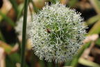 Riesen-Lauch 'Mont Blanc' - Allium giganteum 'Mont Blanc'