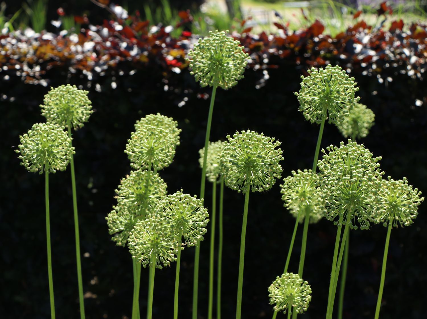 Riesen-Lauch 'Mont Blanc' - Allium giganteum 'Mont Blanc'