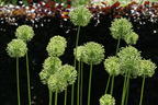 Riesen-Lauch 'Mont Blanc' - Allium giganteum 'Mont Blanc'