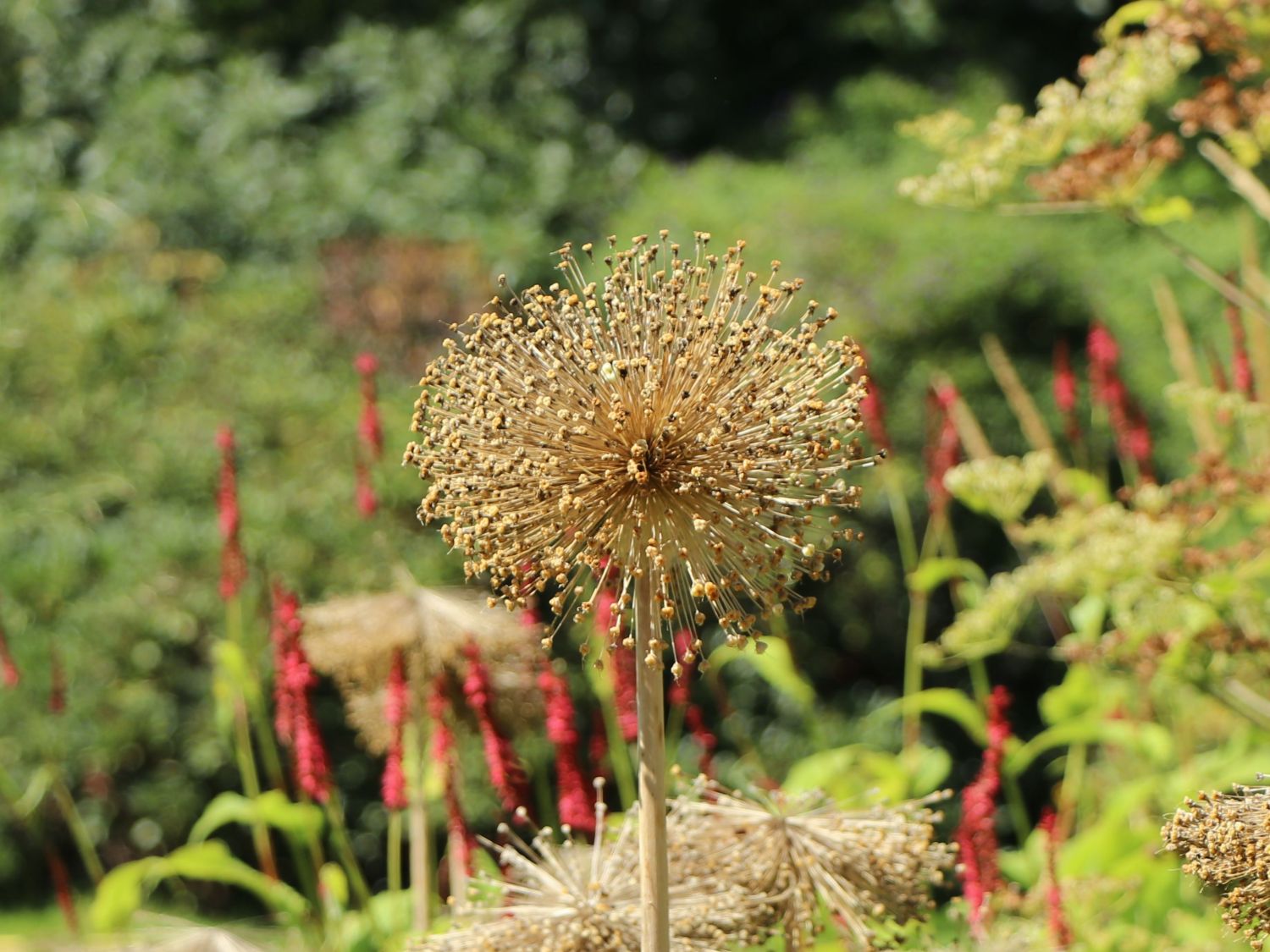 Riesen-Lauch 'Mont Blanc' - Allium giganteum 'Mont Blanc'