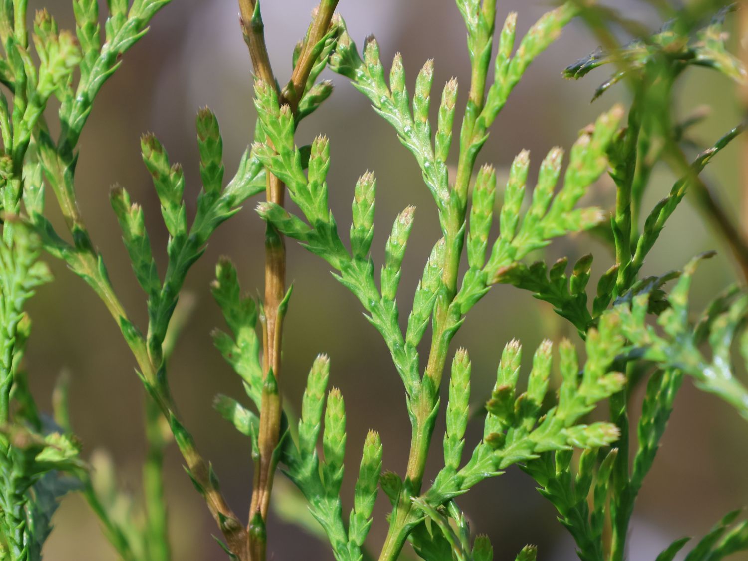 RiesenLebensbaum Thuja plicata Baumschule Horstmann