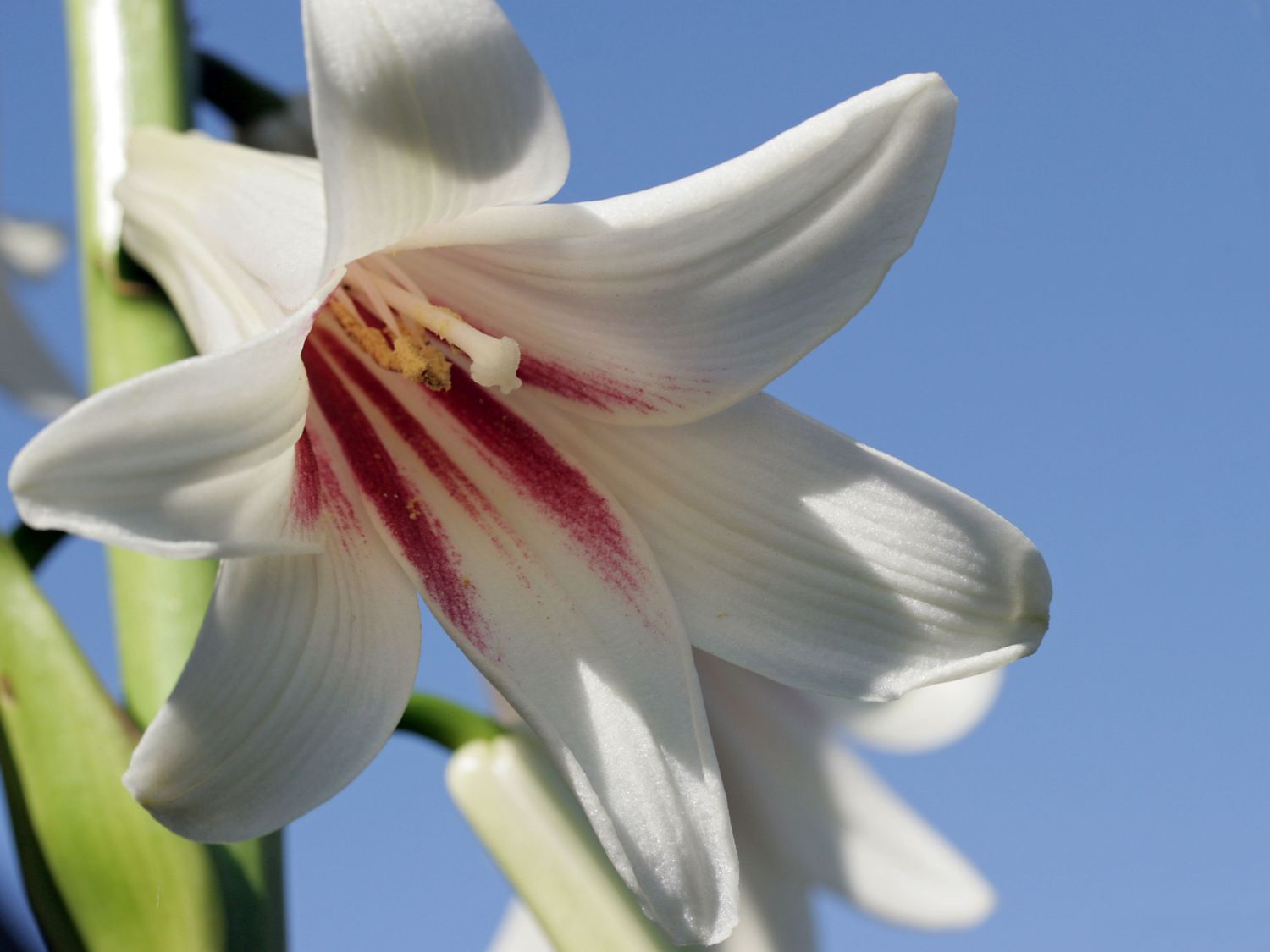 Riesenlilien (Cardiocrinum)