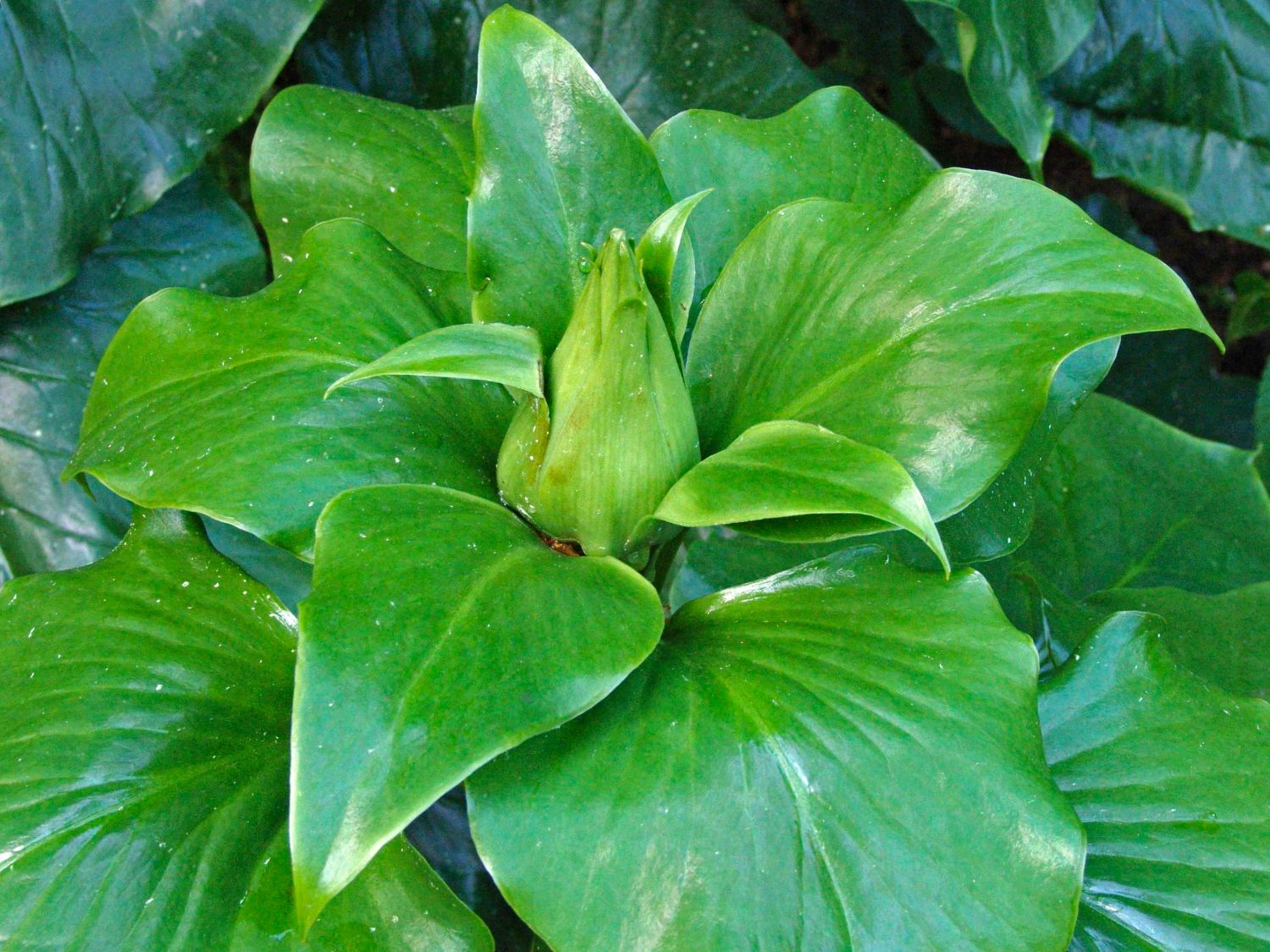 RiesenLilie (Cardiocrinum giganteum) bestes StaudenWissen