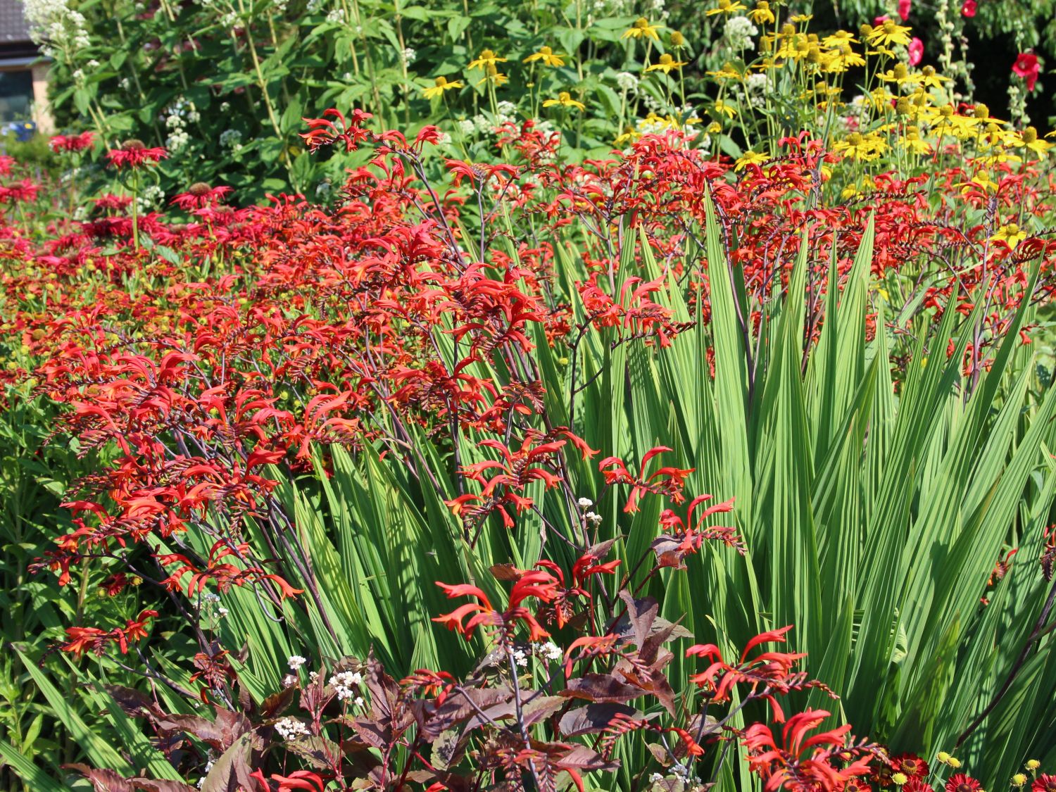 Montbretien (Crocosmia)