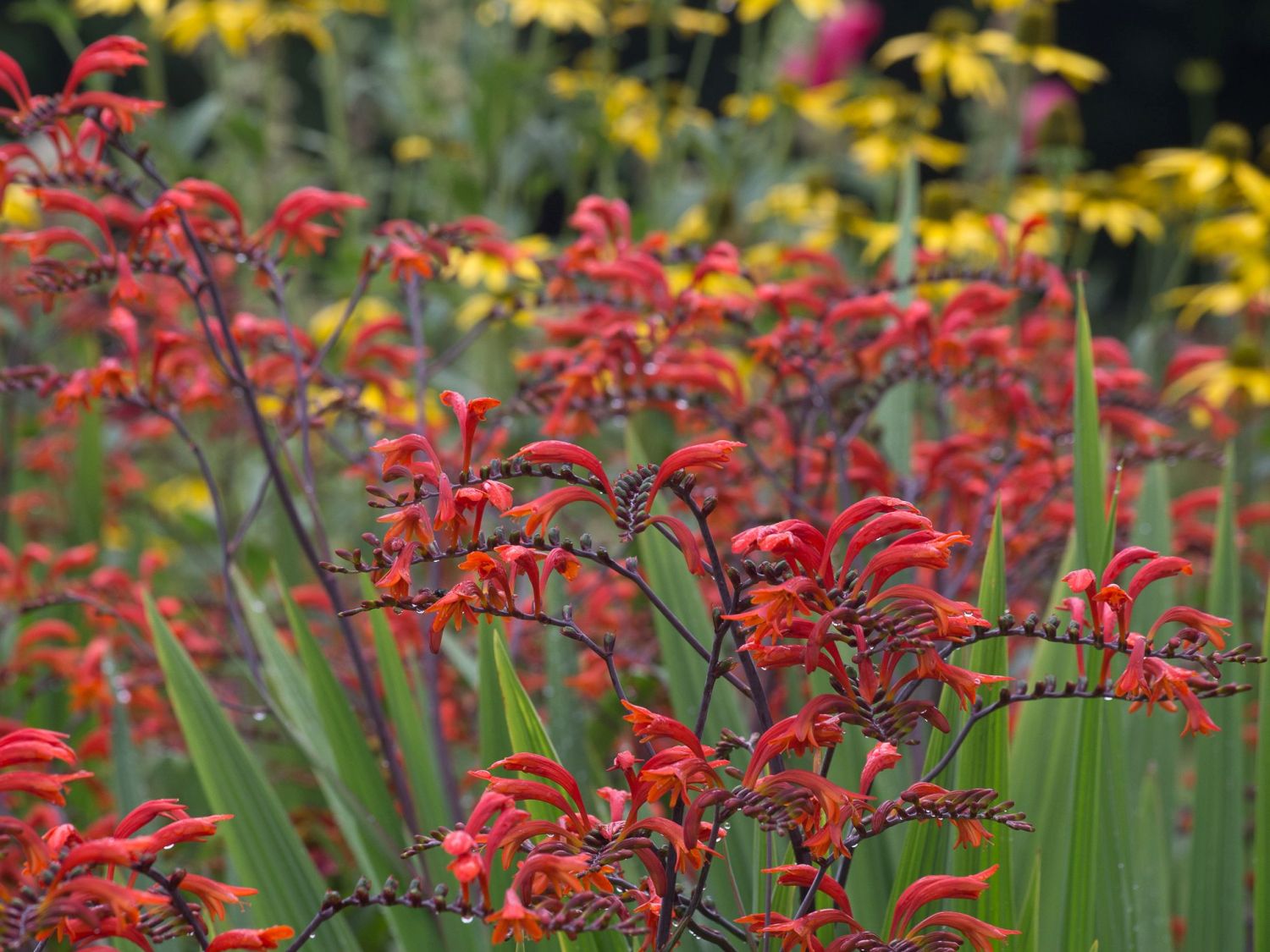 RiesenMontbretie (Crocosmia paniculata) für Deinen Garten!