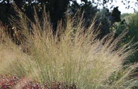 Riesen Pfeifengras 'Transparent'