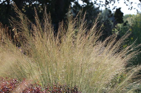 Riesen Pfeifengras 'Transparent' - Molinia arundinacea 'Transparent'