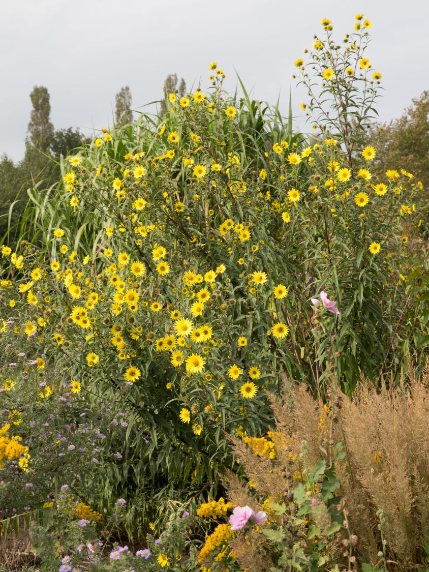 Riesen-Sonnenblume 'Simon Wiesenthal' - Helianthus giganteus 'Simon Wiesenthal'