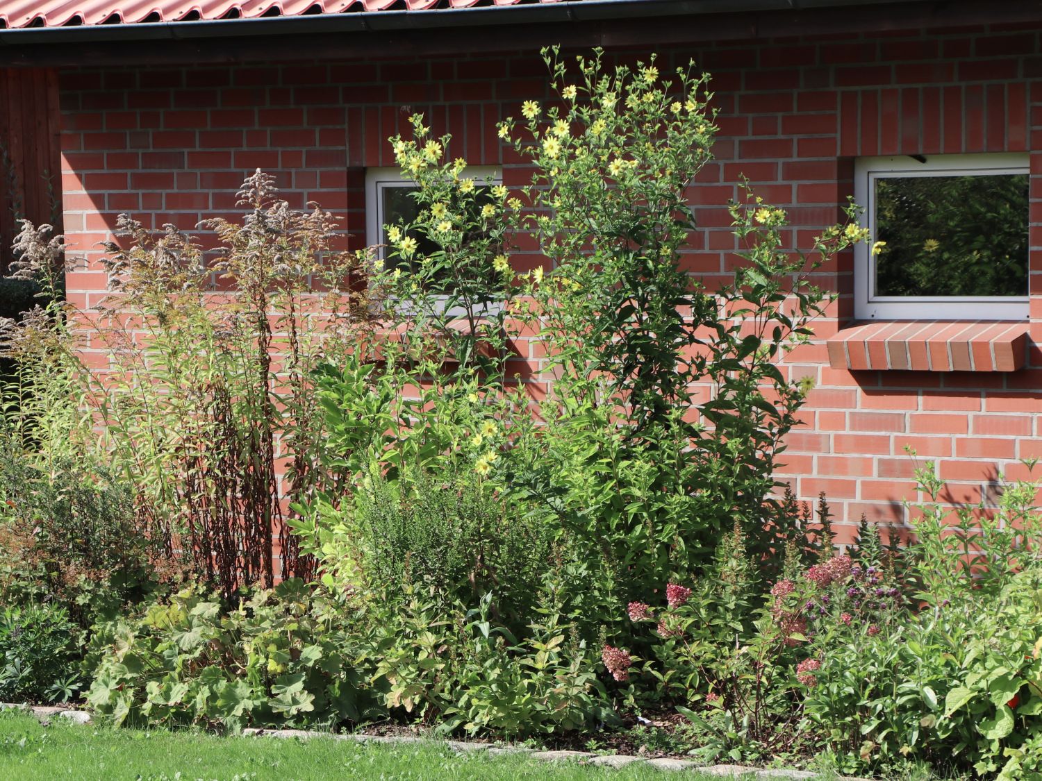 Riesen-Sonnenblume 'Sheila's Sunshine'