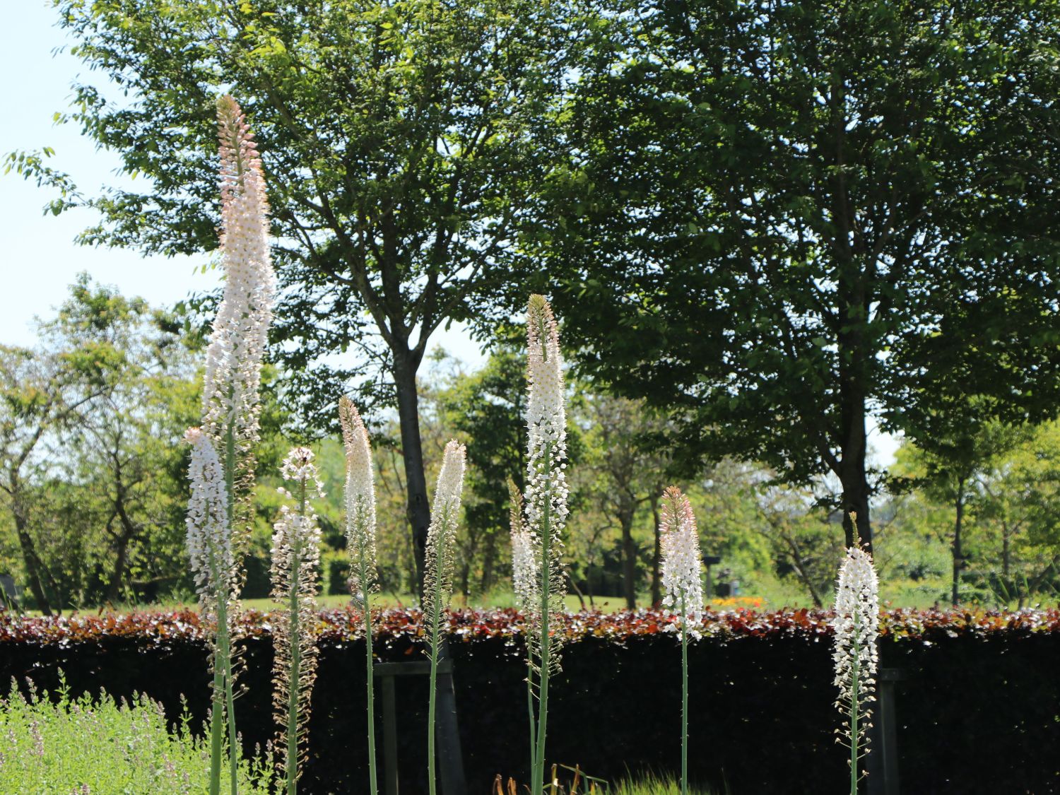 Riesen-Steppenkerze - Eremurus robustus