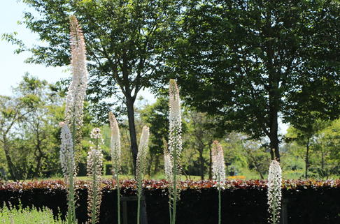 Riesen-Steppenkerze - Eremurus robustus