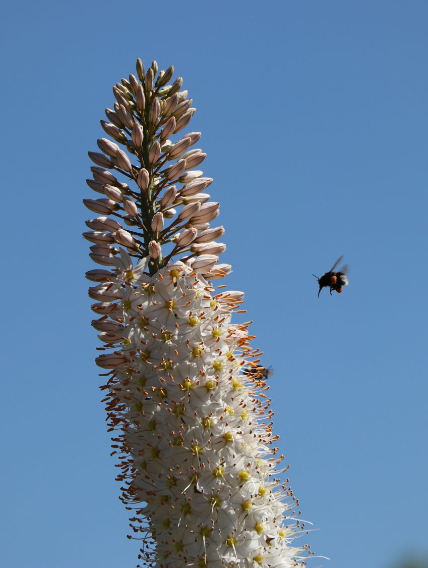 Steppenkerzen (Eremurus)