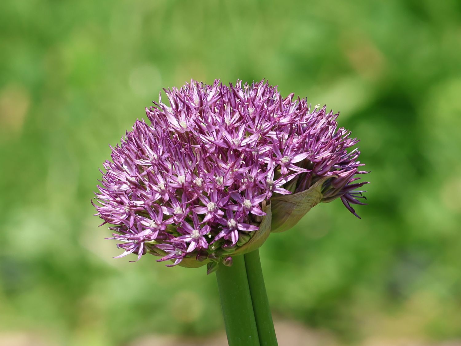 Riesen-Zierlauch 'Pinball Wizard'