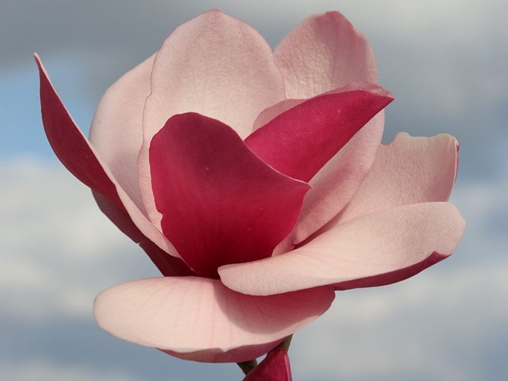 Riesenblütige Magnolie 'Frank's Masterpiece'