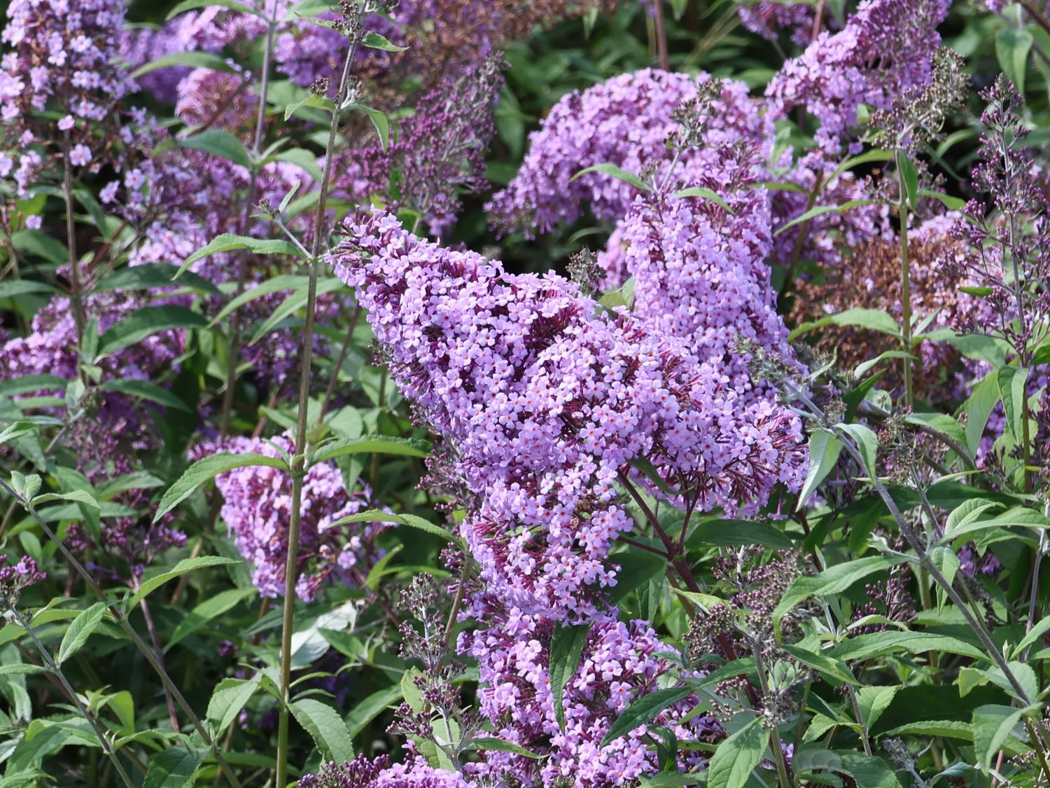 Riesenblütiger Schmetterlingsflieder / Sommerflieder 'Gulliver' - Buddleja davidii 'Gulliver'