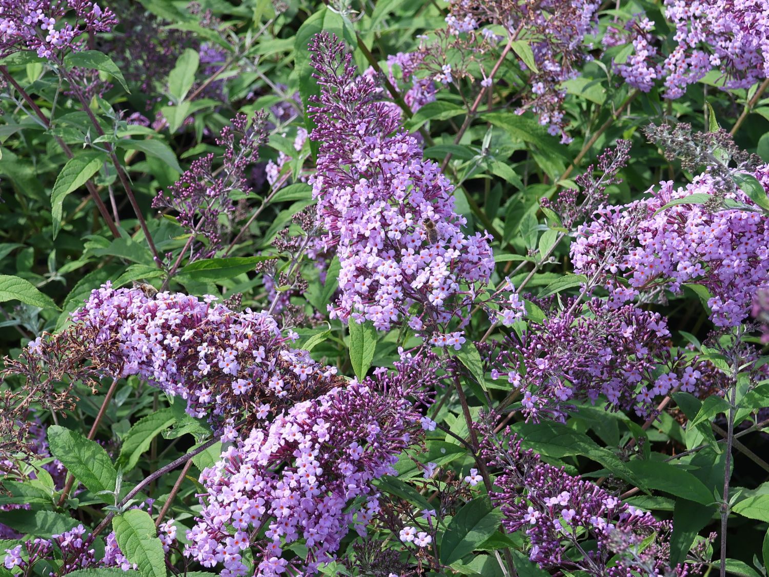 Riesenblütiger Schmetterlingsflieder / Sommerflieder 'Gulliver' - Buddleja davidii 'Gulliver'