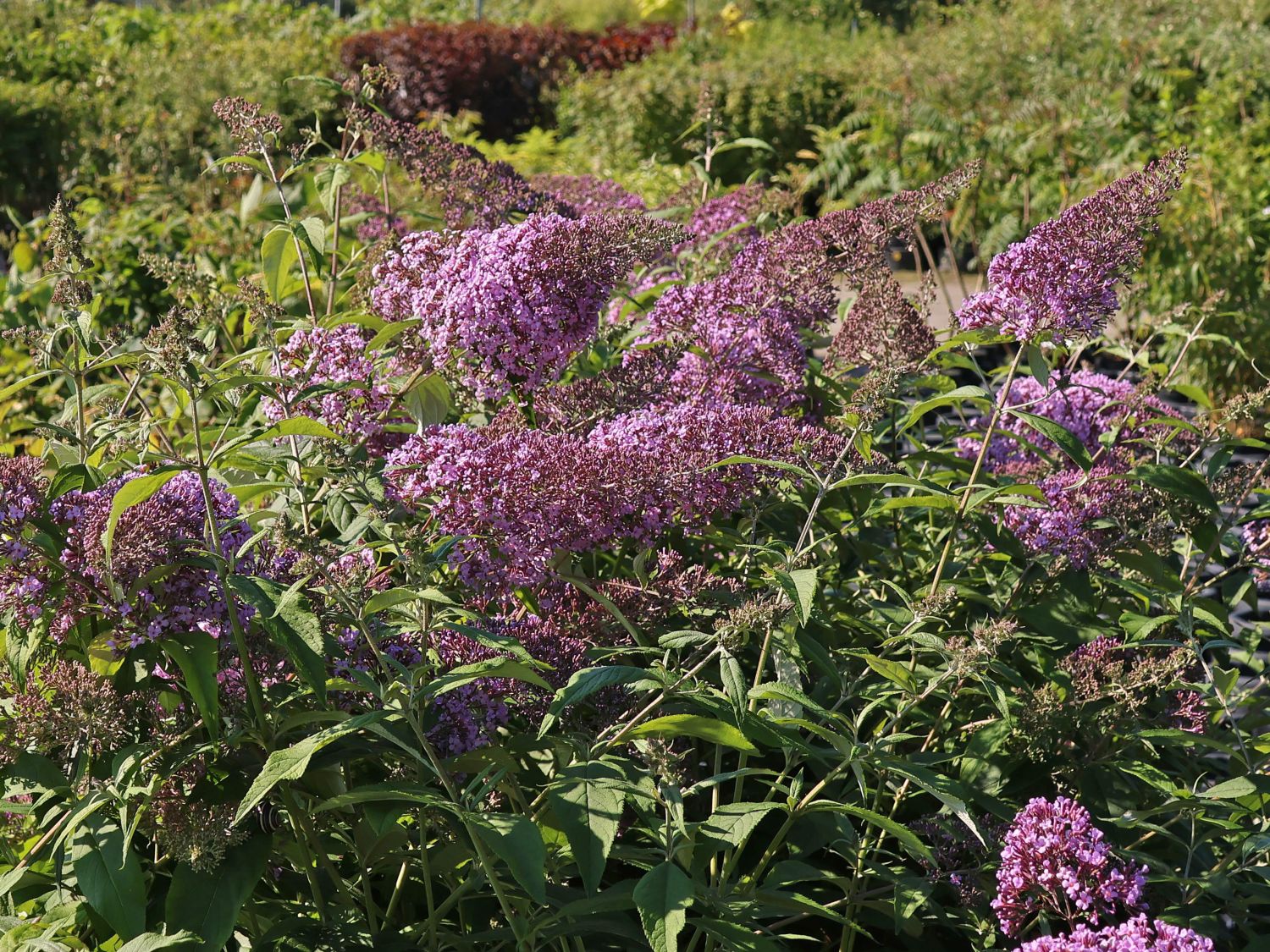 Riesenblütiger Schmetterlingsflieder / Sommerflieder 'Gulliver' - Buddleja davidii 'Gulliver'