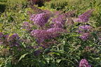 Riesenblütiger Schmetterlingsflieder / Sommerflieder 'Gulliver' - Buddleja davidii 'Gulliver'