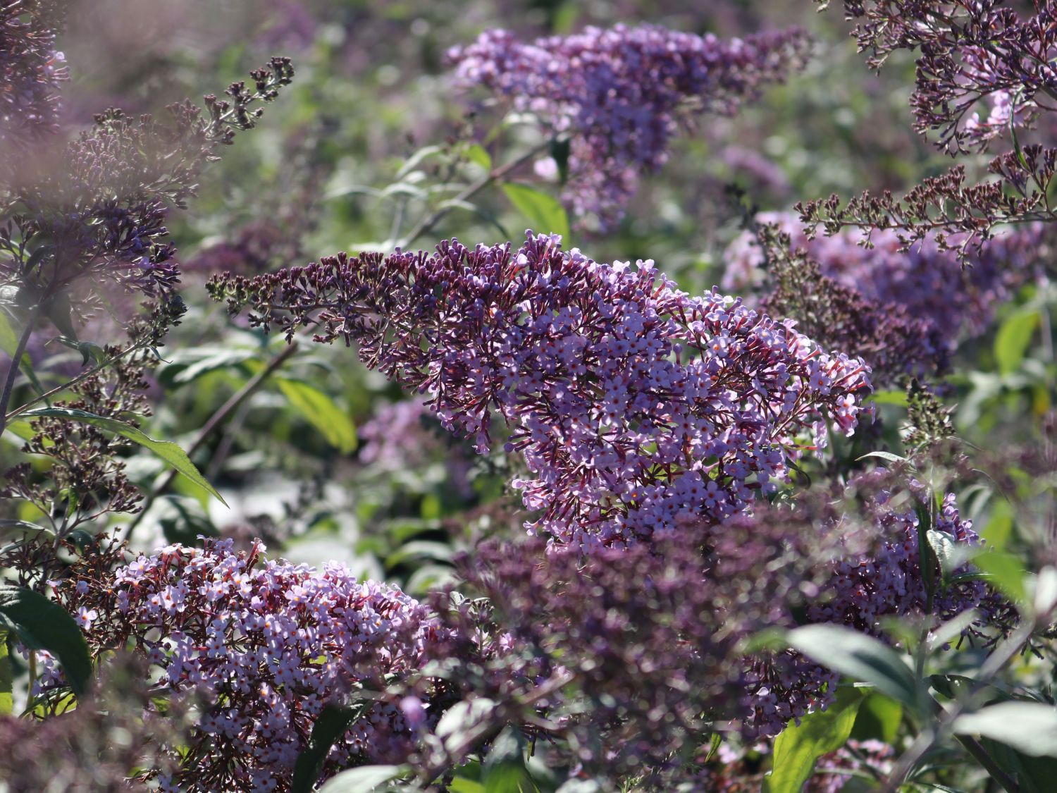 Riesenblütiger Schmetterlingsflieder / Sommerflieder 'Gulliver' - Buddleja davidii 'Gulliver'