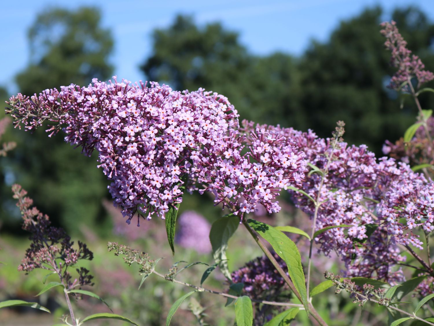 Riesenblütiger Schmetterlingsflieder / Sommerflieder 'Gulliver' - Buddleja davidii 'Gulliver'