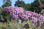 Riesenblütiger Schmetterlingsflieder / Sommerflieder 'Gulliver' - Buddleja davidii 'Gulliver'