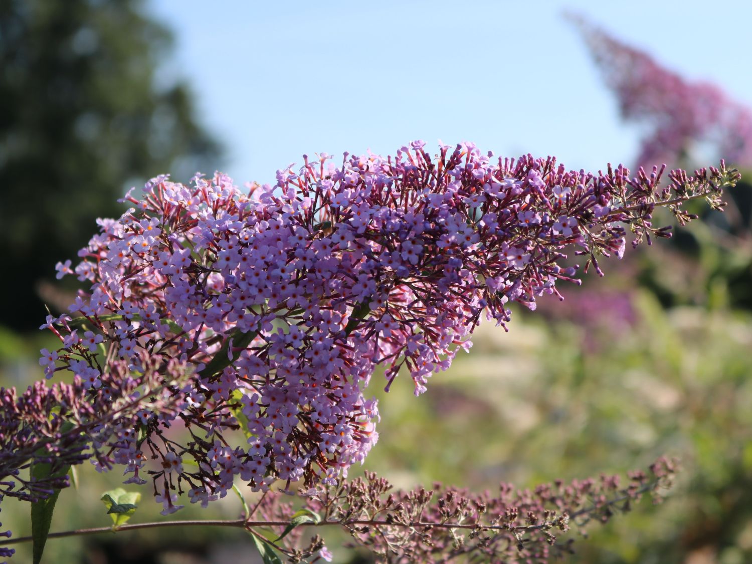 Riesenblütiger Schmetterlingsflieder / Sommerflieder 'Gulliver' - Buddleja davidii 'Gulliver'