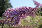 Riesenblütiger Schmetterlingsflieder / Sommerflieder 'Gulliver' - Buddleja davidii 'Gulliver'