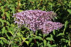 Riesenblütiger Schmetterlingsflieder / Sommerflieder 'Gulliver' - Buddleja davidii 'Gulliver'