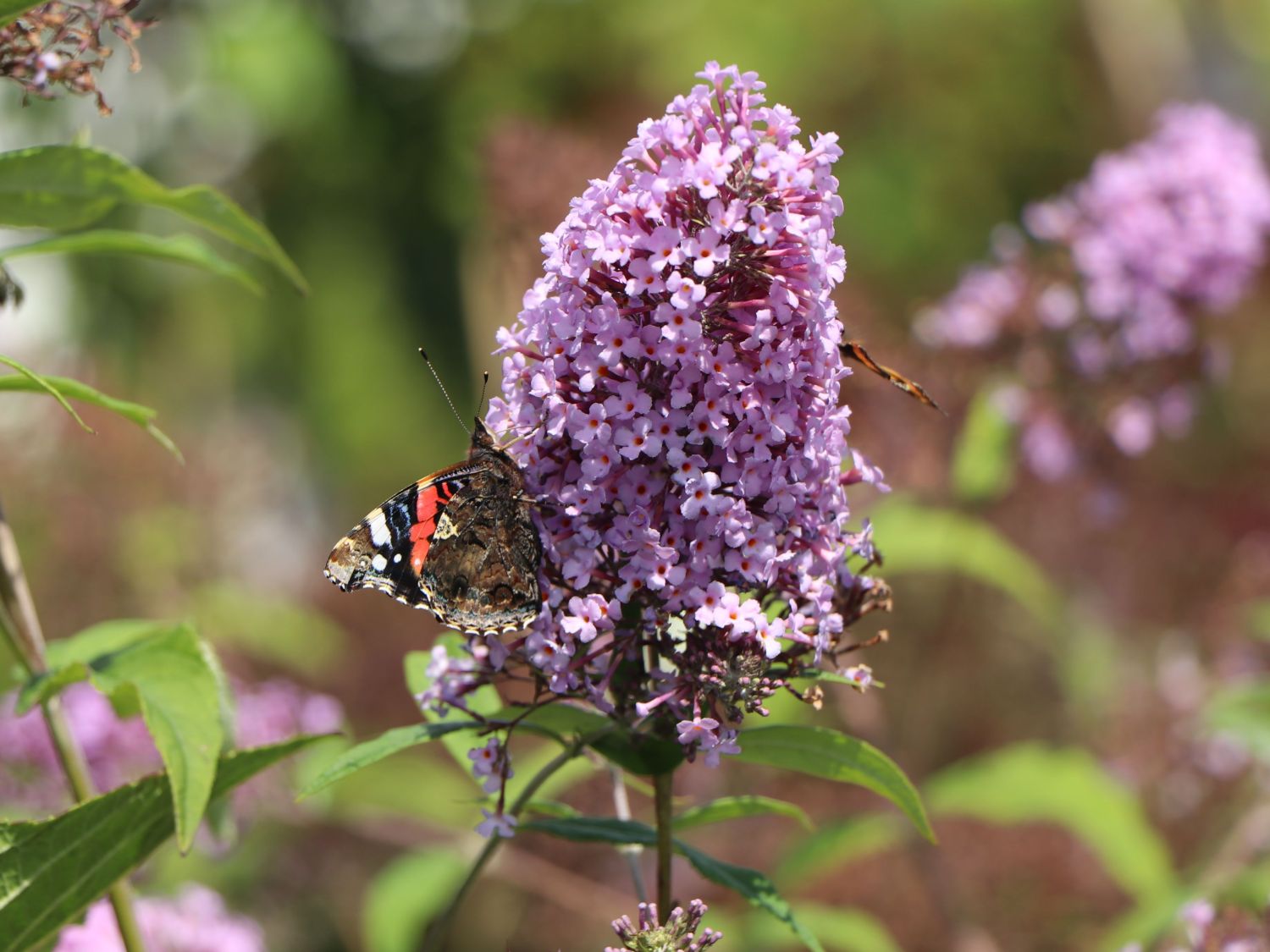 Riesenblütiger Schmetterlingsflieder / Sommerflieder 'Gulliver' - Buddleja davidii 'Gulliver'