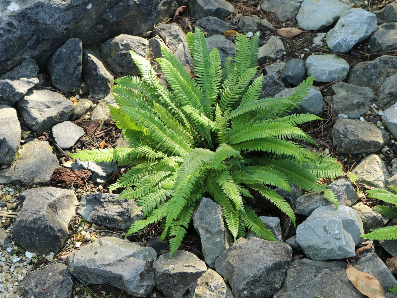 Rippenfarn - Blechnum spicant