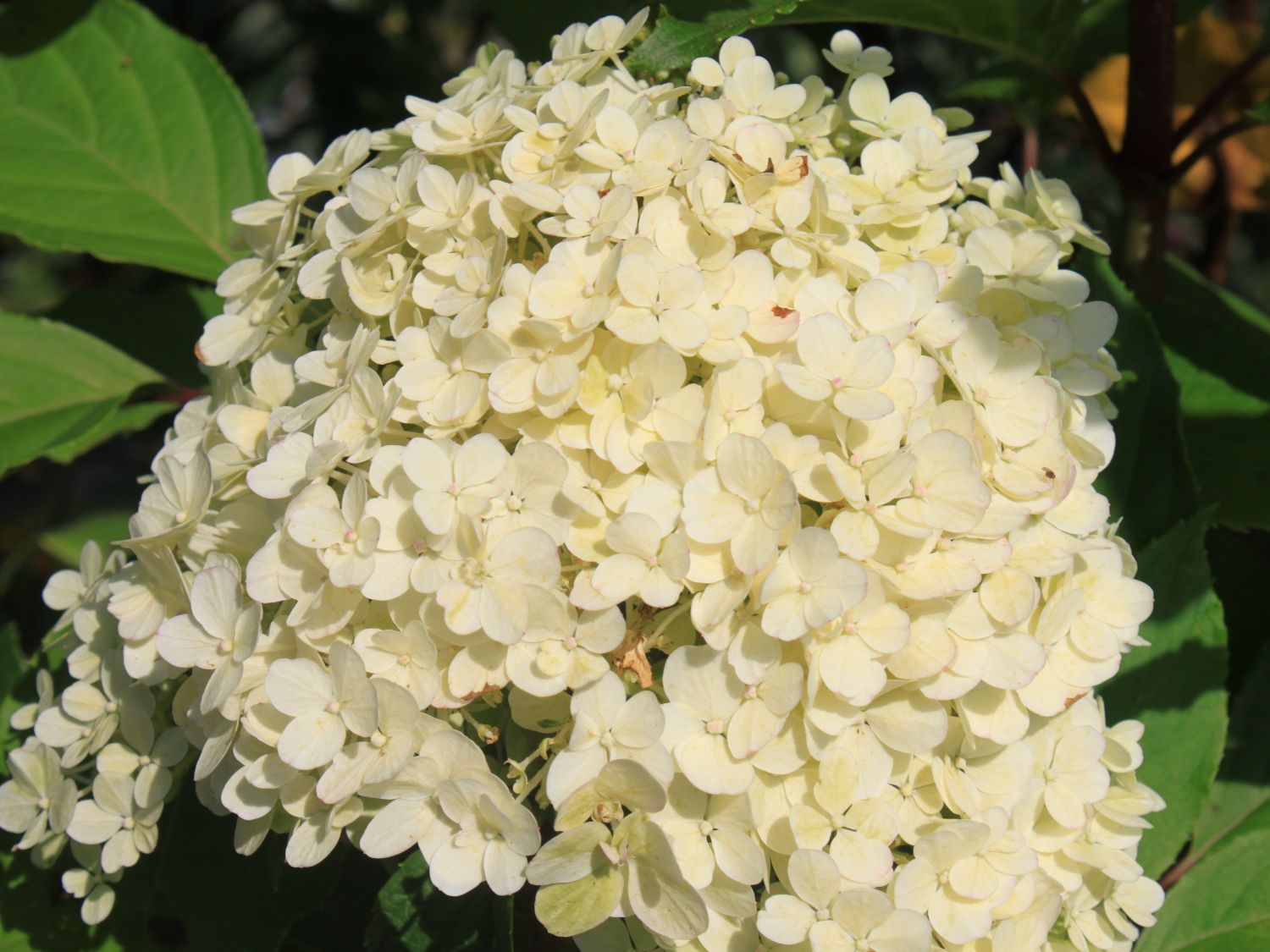 Rispenhortensie 'Bobo' / 'IIvobo' - Hydrangea paniculata 'Bobo' / 'Ilvobo'