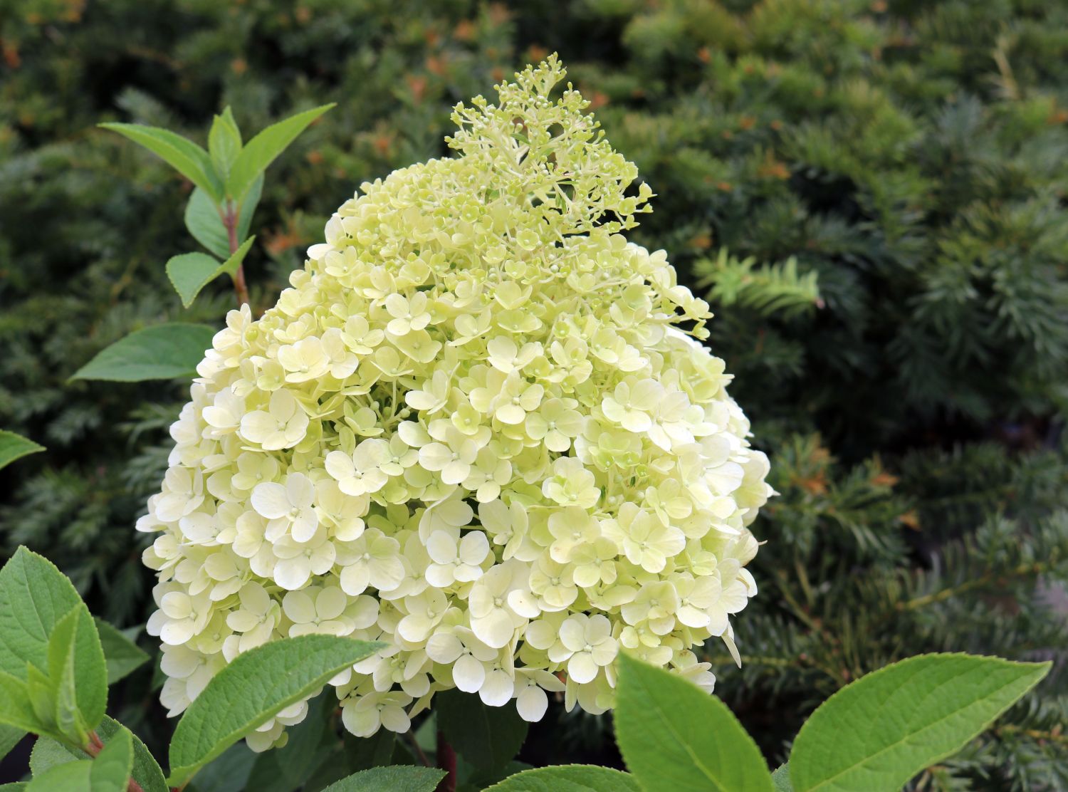 Rispenhortensie 'Bobo' / 'IIvobo' - Hydrangea paniculata 'Bobo' / 'Ilvobo'